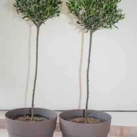 Apartment Olive House *