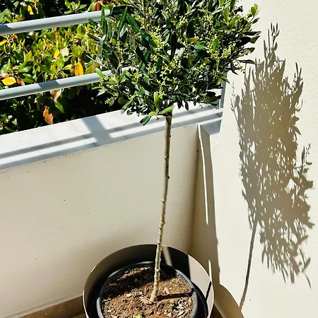 Olive House Kalamata
