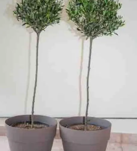 Apartamento Olive House *